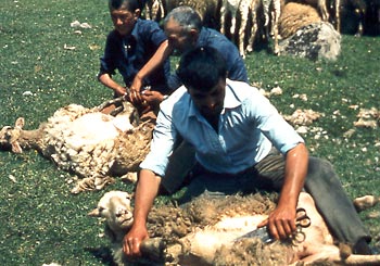 Schur eines Kivircik- Schafes bei der Yüncü-Volksgruppe
