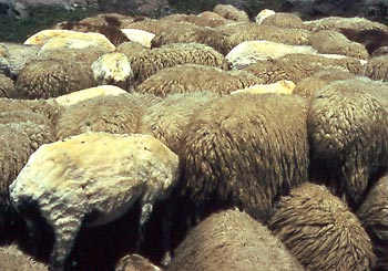 Geschorene und ungeschorene Kivircik-Schafe