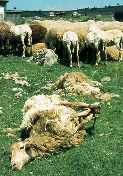 Die Schur der Kivircik-Schafe bei der Yüncü-Volksgruppe