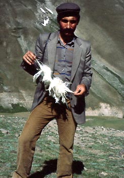Mehmet Abuska zeigt ein ca. 50 cm langes Vlies aus der Einjahresschur